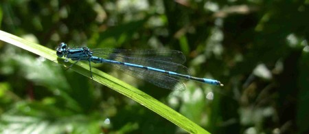 Bel agrion bleu clair